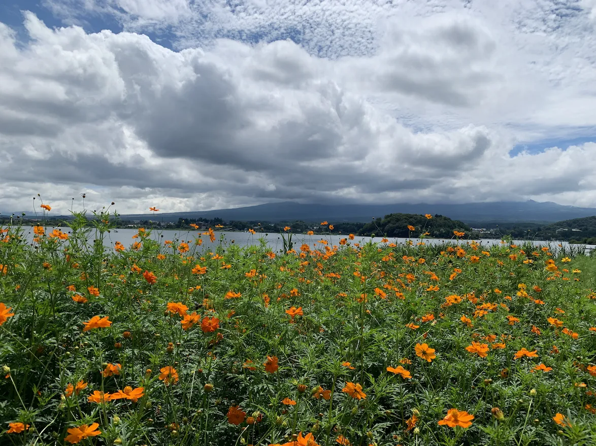 富士山一日懶人遊：大石公園、新倉山淺間公園、日川時計店三大景點推薦
